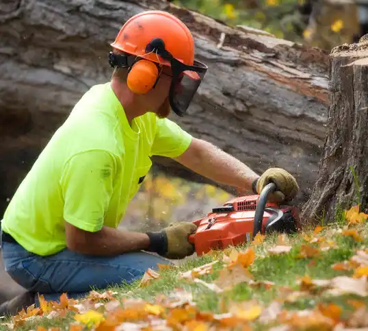 tree services Hermantown